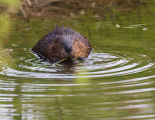 BEAVER
