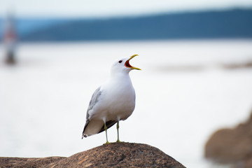 seagull on beach