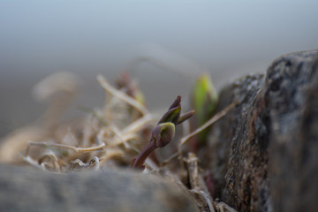 flowers in spring