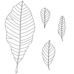 Black leaves on a white background. Vector.