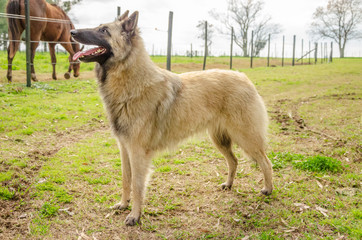 Fototapeta premium Belgian Shepherd practising postures and other things of dogs