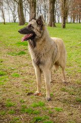 Belgian Shepherd practising postures and other things of dogs