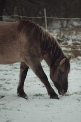 Fototapeta premium Horse on winter day walking through the park. Walking and eating brown horse.