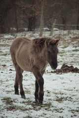 Naklejka na ściany i meble Horse on winter day walking through the park. Walking and eating brown horse.