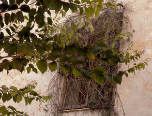 Old building with overgrown window