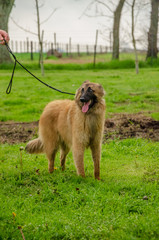 Belgian Shepherd practising postures and other things of dogs