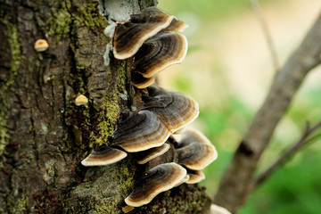 Bracket fungus mushrooms on the tree, Selective focus - obrazy, fototapety, plakaty