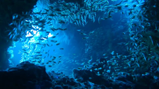 School of Red sea fish in deep cave blue water, Red sea, Egypt. Full HD underwater footage.