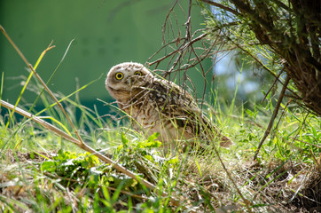 burrowing owl exposed and surprised behind some branches