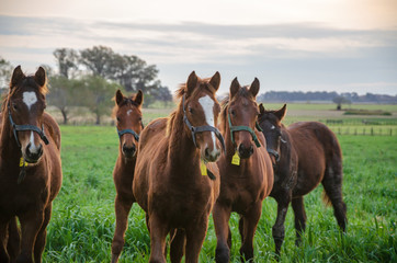 Horses in movement trough a long grass field