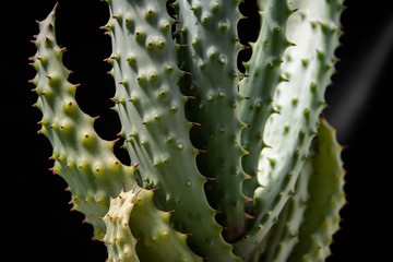 Cactus IMG_0285