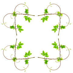 Fototapeta premium floral frame from green branch isolated on a white