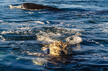 Whale head out of the water with a lot of crustaceans added to the skin
