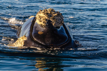 Whale head out of the water with a lot of crustaceans added to the skin