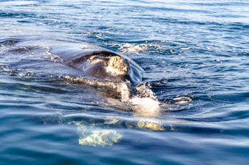 Whale head out of the water with a lot of crustaceans added to the skin