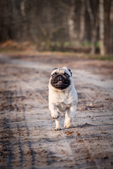 Obraz premium portrait