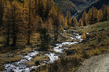 mountain river in autumn