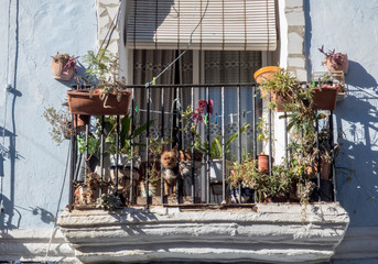 Dog on the balcony