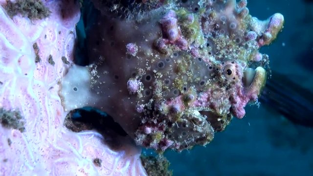 Green Warty Frogfish / Anglerfish (Antennarius maculatus) - Close Up - Philippines