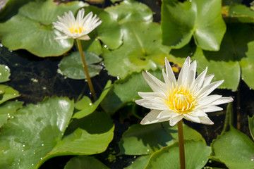 Closeup the White lotus flowers on green lotus leaf background