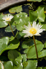 Closeup the White lotus flowers on green lotus leaf background
