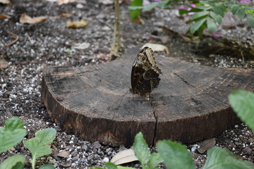 Brown butterfly sitting on log