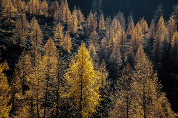 autumn trees in the forest