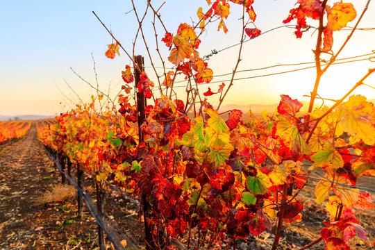 Vineyard Leaves at Autumn