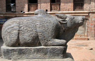Nepal. The big pig in Patan