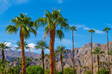 Fototapeta na wymiar Palm trees with mountain range background in La Quinta, California in the Coachella Valley,