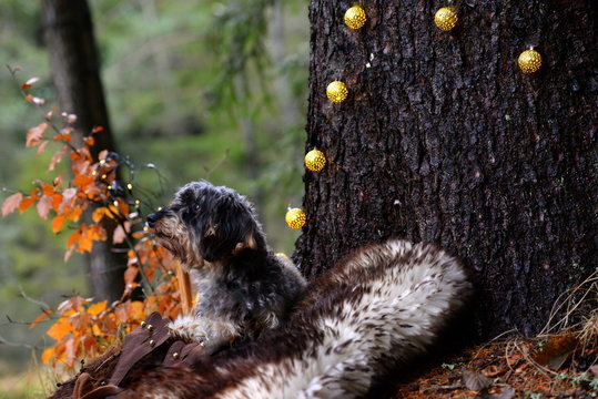 Warten auf Weihnachten. Süßer Rauhaardackel sitzt auf Schaffell im Wald mit Lichterkette