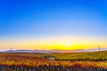 Vineyards in Autumn in Central Coast of California
