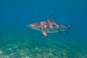 Blacktip shark close to the surface in a lagoon with seaweed
