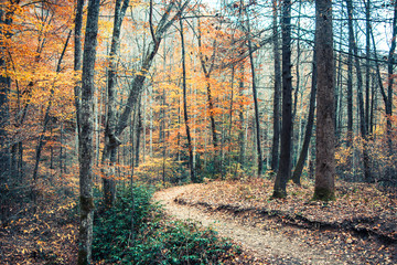 Nature Trail in the Fall in North Carolina mountains.