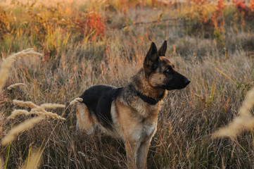 Wary German Shepherd Dog - a beautiful strong dog, walking in the autumn park itself without a...
