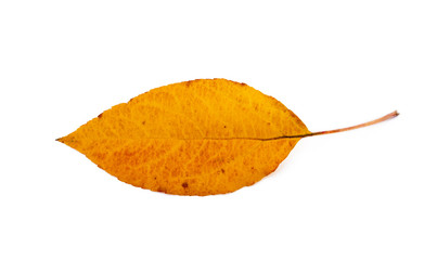  Colorful autumn leaves isolated on white background