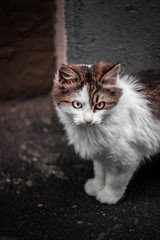 Obraz premium CAT 