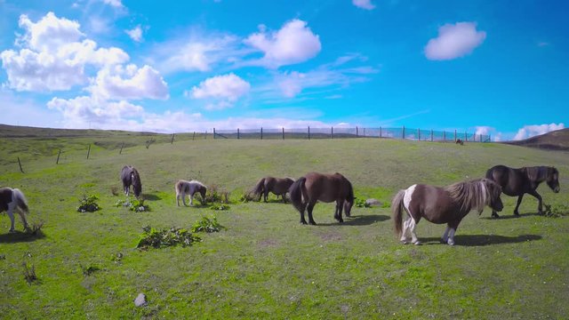 Shetland ponies frolicking in the Shetland Islands