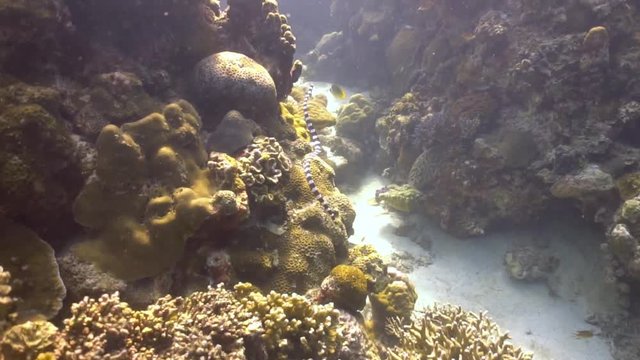 Faint-banded sea snake in smooth reverse motion