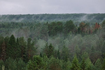 Scenic of morning fog over a pine forest.