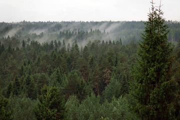 Scenic of morning fog over a pine forest.