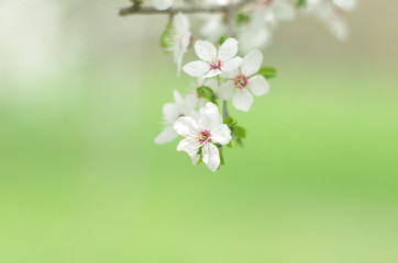 Blossoming tree brunch with white flowers on a green background. Blossom branches in springtime
