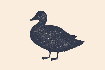 Duck, silhouette. Vintage logo, retro print, poster