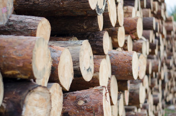 The logs are stacked on top of each other in a large pile. Illegal deforestation, forest theft, environmental degradation