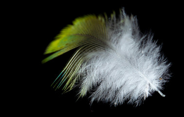 Yellow feather isolated on white background close-up