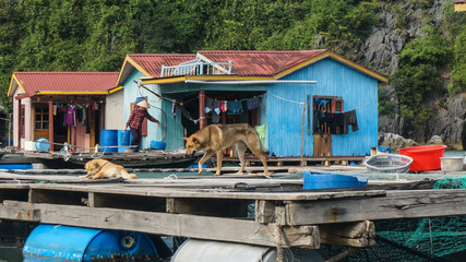 Fototapeta na wymiar Hausboote in der Halong Bucht Vietnam