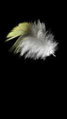 Yellow feather isolated on black background close-up