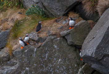 Maskonury na wyspie Runde - ptasia wyspa w Norwegii © slawjanek