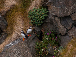 Maskonury na wyspie Runde - ptasia wyspa w Norwegii © slawjanek