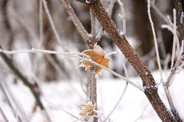 Hoarfrost on dried sad pale-orange maple leaf and twigs of tree in winter	